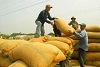 Giá lúa hàng hóa bắt đầu tăng
