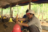 Nguyễn Thanh Khang – quyết chí làm giàu từ chăn nuôi gà thả vườn