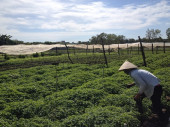 Hiệu quả tích cực làm giàu từ mô hình trồng rau, dưa lưới theo chuẩn Vietgap của Hội viên nông dân xã Thanh Phú