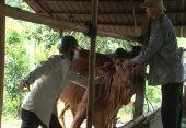 Tiêm vắc xin phòng bệnh lở mồm long móng trâu bò năm 2022 phải đảm bảo đạt 80% tổng đàn