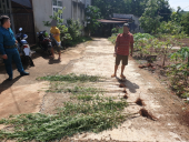 Công an phường Phú Đức phát hiện hành vi trồng cây cần sa trái phép